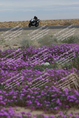 media/Jan-14-2023-SoCal Trackdays (Sat) [[497694156f]]/Turn 14 Exit Bloomig (145pm)/